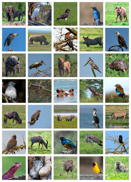 istock African safari collage. Wildlife variety 875355722