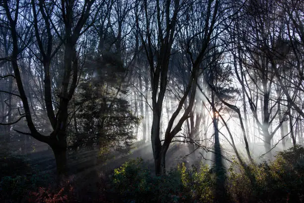 Lightrays shine between trees in a hazy woodland in the UK