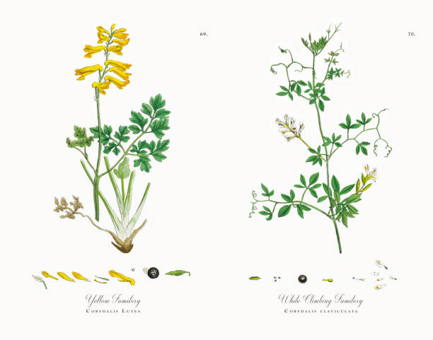 Yellow Fumitory, Corydalis Lutea, Victorian Botanical Illustration, 1863 Very Rare, Beautifully Illustrated Antique Engraved and Hand Colored Victorian Botanical Illustration of Yellow Fumitory, Corydalis Lutea, Victorian Botanical Illustration, 1863 Plants. Plate 69, Published in 1863. Source: Original edition from my own archives. Copyright has expired on this artwork. Digitally restored. corydalis lutea stock illustrations