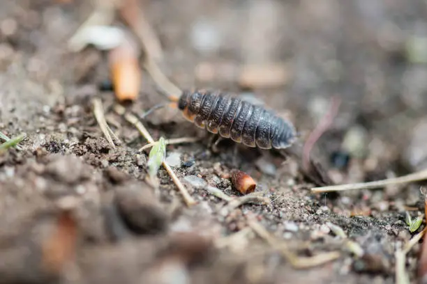 Close up of a woodlouse in a garden in the UK