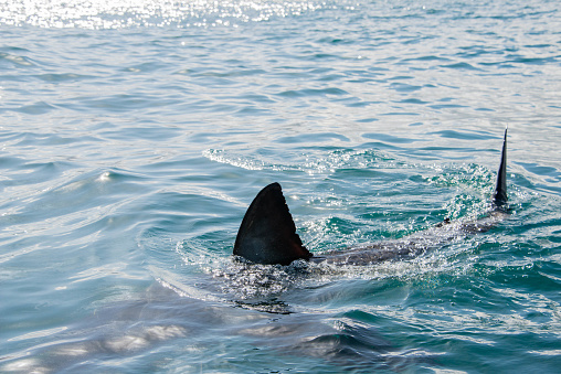 The fin of a great white shark, Gansbaai, south Africa