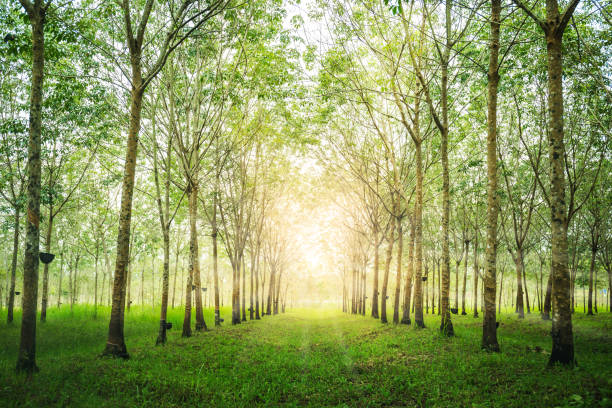 breuk Vulkanisch vaas Rubber Tree In Pattern With Green Grass And Sunlight Flare Countryside  Thailand Stock Photo - Download Image Now - iStock