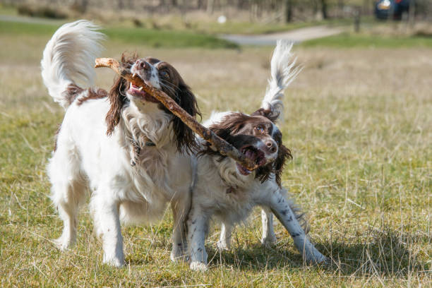 istock Playful springer spaniels carrying a stick during a walk through fields in the UK 875359534