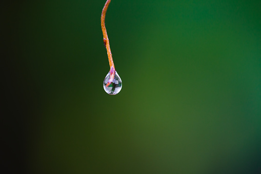 closeup of water drop on tip of wood branch with green background