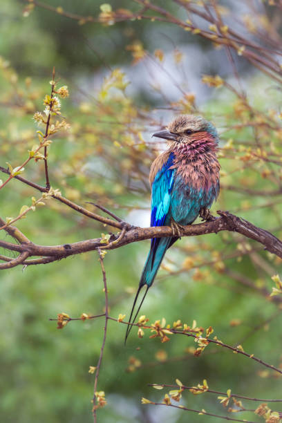 istock Lilac breasted roller in Kruger National park, South Africa 875362612