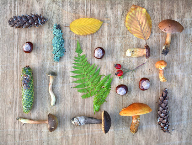 istock Flat lay composition of edible forest mushrooms, leaves and conkers 875363036