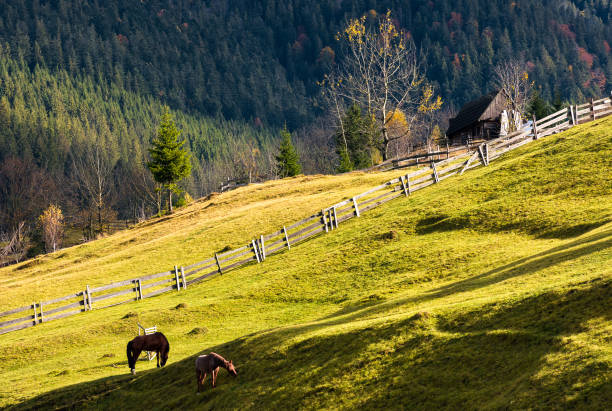 caballos en una ladera cubierta de hierba cerca de la aldea - protection animal autumn close to fotografías e imágenes de stock