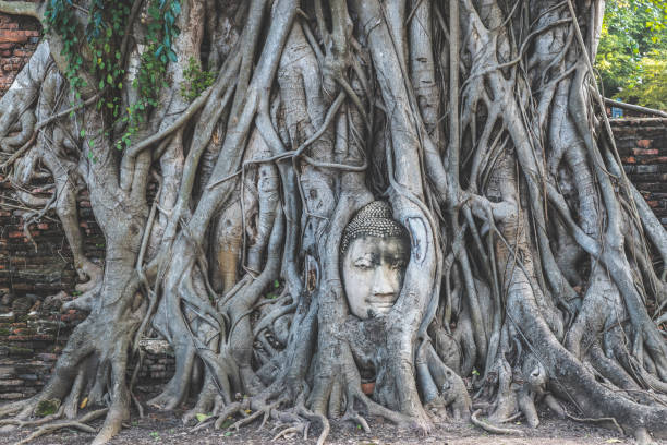 istock Buddha head in tree roots in Wat Mahathat in Ayutthaya Thailand 875363900