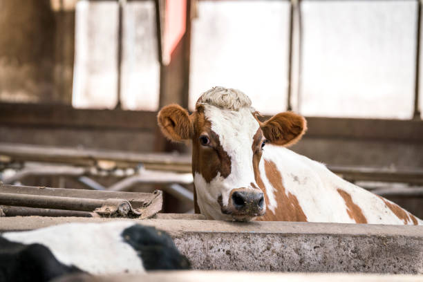 Cattle farm, Venezuela