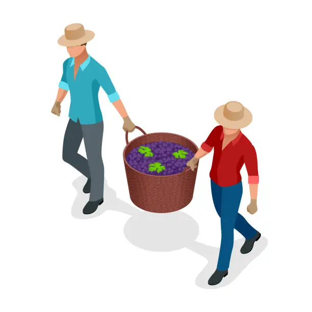 Vector illustration of Isometric workers harvesting grapes during the wine harvest. Blue wine grapes in wicker baskets. Isolated object in flat design on white background. Vector illustration.