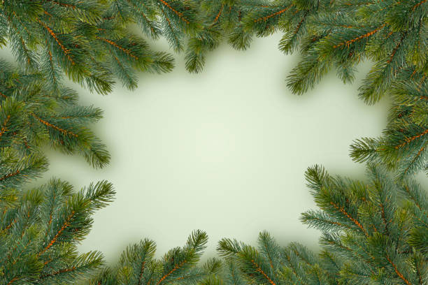istock Frame of fir branches on a green background 875375868