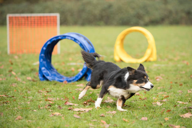 istock Dog, Border Collie, running in hooper training 875379422