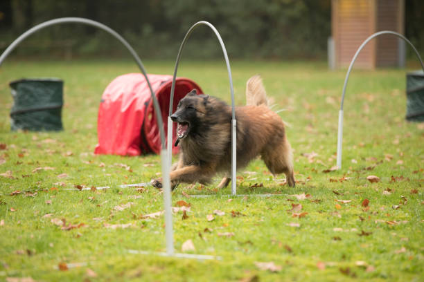 istock Dog, Belgian Shepherd Tervuren, running in hooper training 875379488