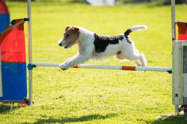 istock Dog, fox wire hair, jumping agility hurdle 875379682