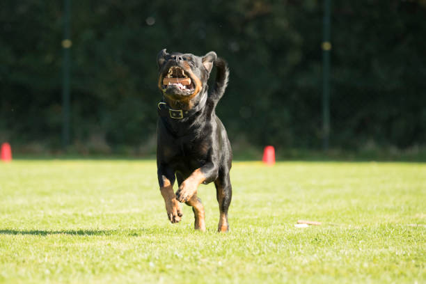 istock Dog, Rottweiler, running with a sorting stick in his mouth 875379716