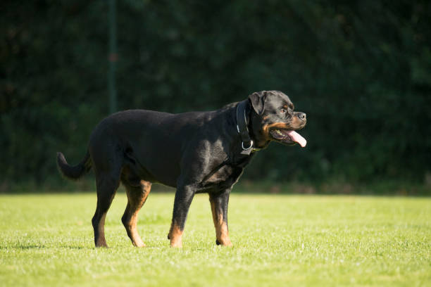 istock Dog, Rottweiler, standing on grass, tongue out 875379718