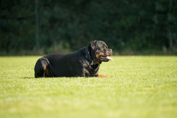 istock Dog, Rottweiler, lying on grass, tongue out 875379758