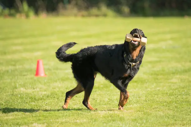 Dog, Beauceron, fetching and running with dumbbell