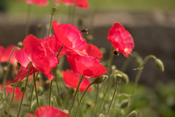 Red poppy and bee