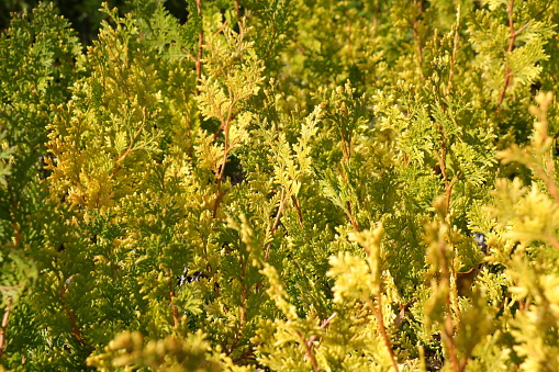 Green and yellow branches and leaves the thuja trees close-up. Autumn natural background