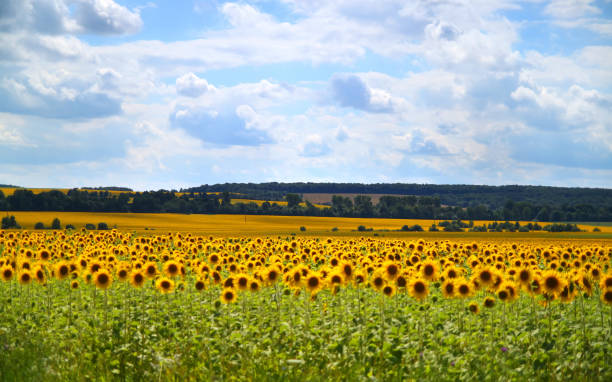istock field with sunflowers under cloudy sky 875383770