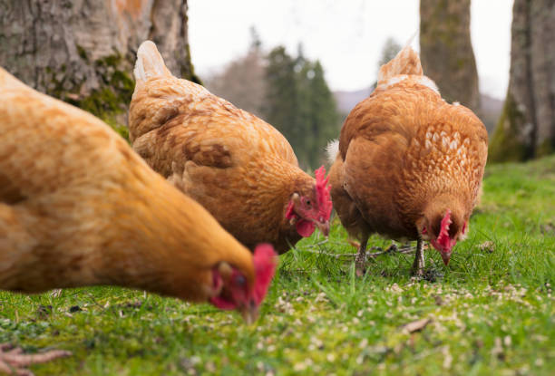 istock Group of free range hens feeding outdoors 875384544