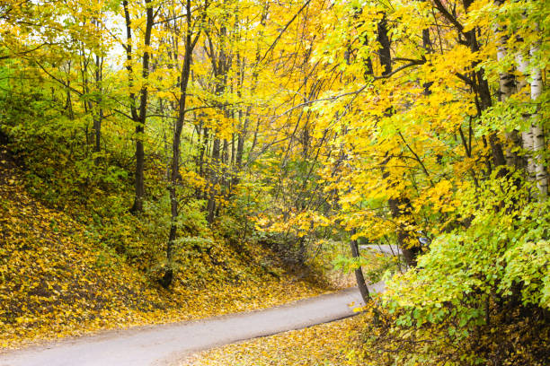 istock Yellow autumn forest in Gorokhovets 875384774