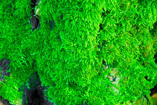 Reindeer moss wall, green wall decoration made of reindeer lichen