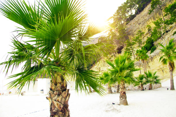 Palm trees on the beach with white sand. Kemer. Turkey.