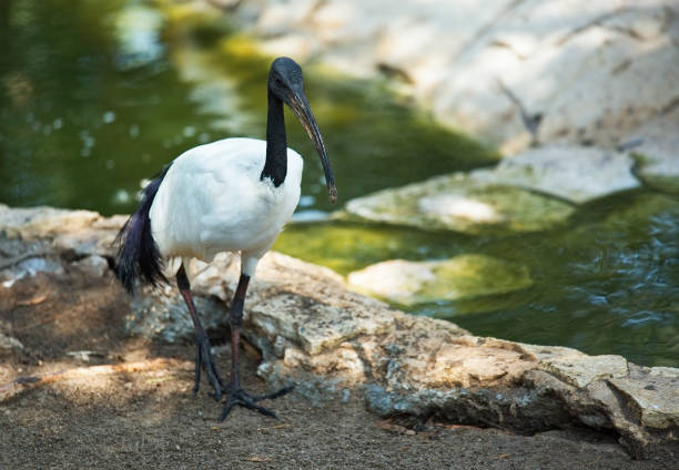 istock Australian ibis in the profile standing by the pond 875387766
