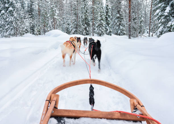 Husky dogs in sled at Rovaniemi forest Husky dogs in sled at Rovaniemi forest, in winter Finland, Lapland dogsledding stock pictures, royalty-free photos & images