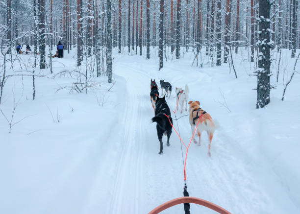 istock Husky dogs in sledge at Rovaniemi forest 875390738