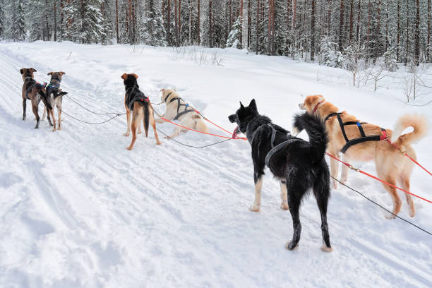 istock Husky dogs in sledding in winter forest in Rovaniemi 875390744