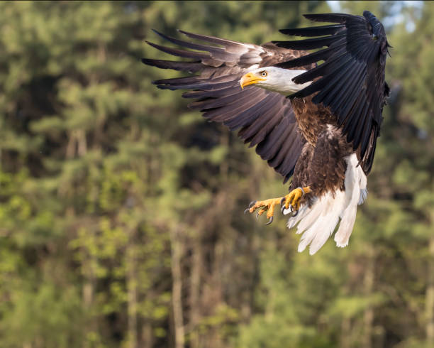 istock Honing in on the landing 875390750