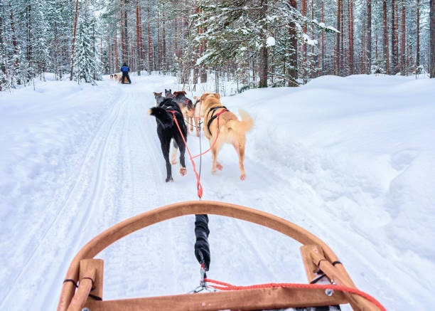 istock Husky dogs in sleigh in Rovaniemi forest 875390768