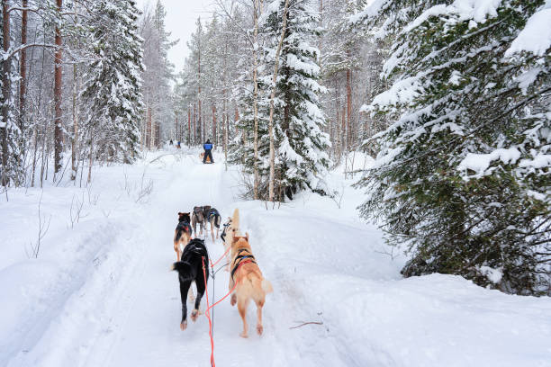 istock Husky dogs on sledge in Rovaniemi forest 875390804