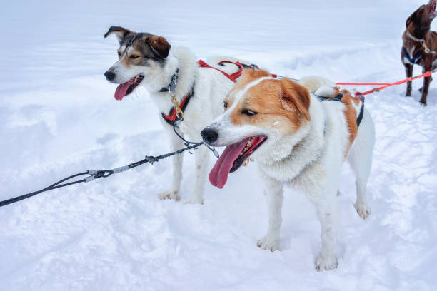 istock Husky dogs in sledding at winter Rovaniemi 875390838