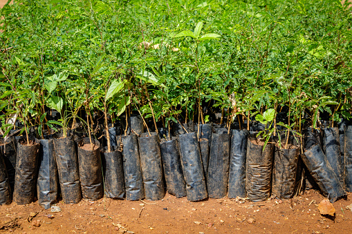 Uganda de plantación de árboles photo