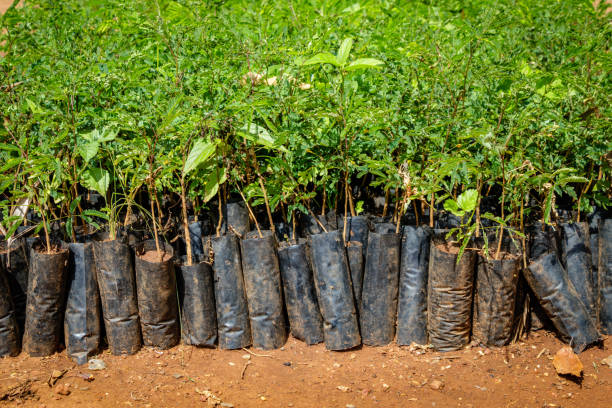 Tree planting Uganda Tree planting Uganda, close up of many small seedlings growing in African soil with plastic protection plant nursery photos stock pictures, royalty-free photos & images