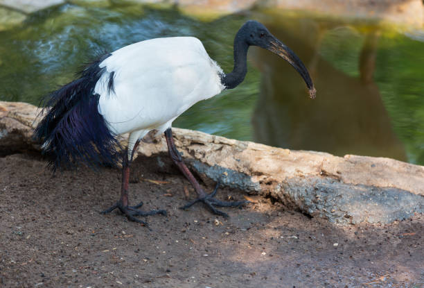 istock Australian ibis in the profile standing by the pond 875391410