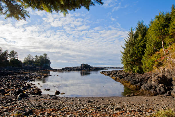 istock Cove in Ucluelet 875391516