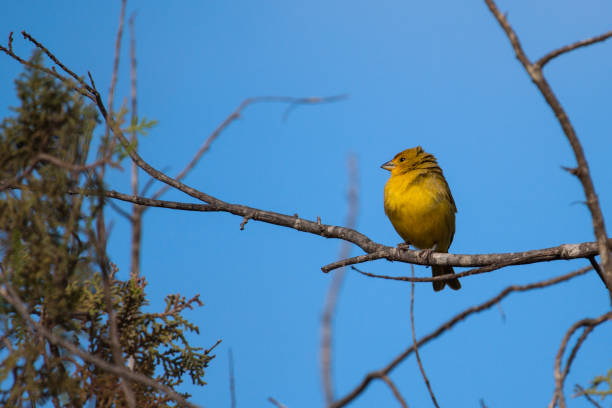 istock Saffron Finch on tree against blue sky background. 875394202