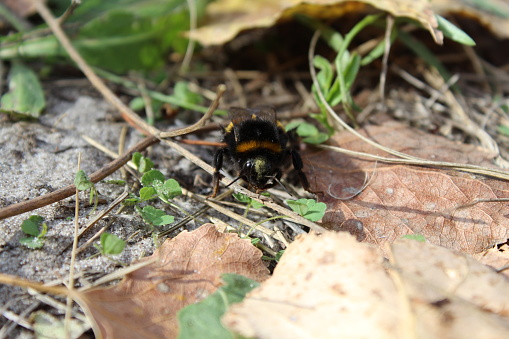 Crawling to his home Bombus, since the morning can not fly, took a little extra nectar.