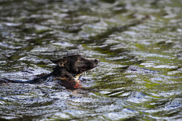 the dog is swimming on the water