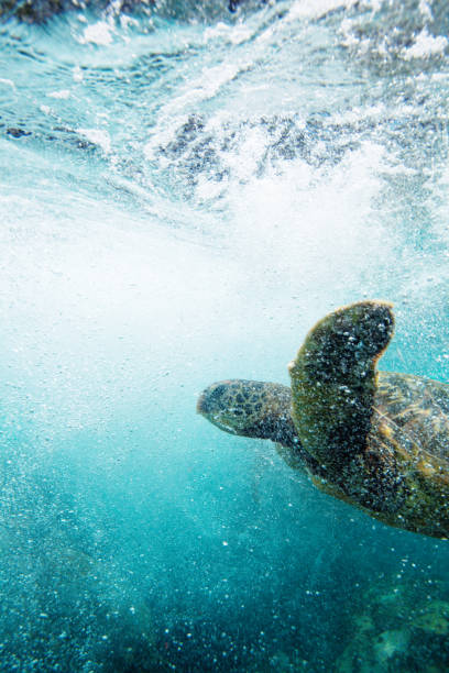 istock Hawaiian turtles from paradise Kauai, Hawaii 875398896