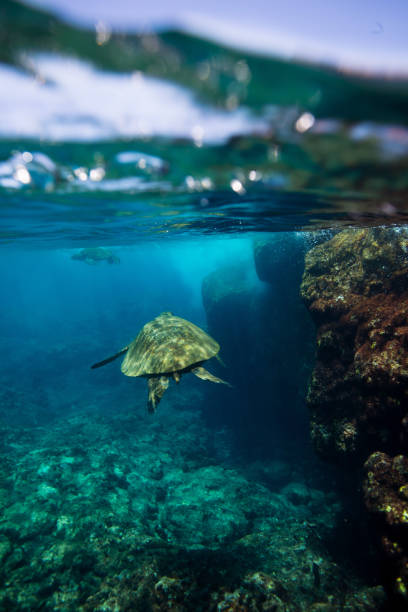 istock Hawaiian turtles from paradise Kauai, Hawaii 875399090