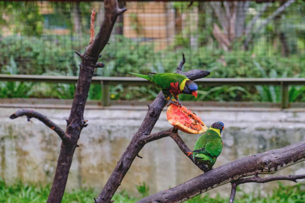 Rainbow Lorikeets eating papaya Rainbow Lorikeets or Trichoglossus haematodus sit on a tree branch and eating papaya woodland park zoo stock pictures, royalty-free photos & images