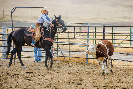 A teenage girl ropes a steer in a cattle pen in Utah.
