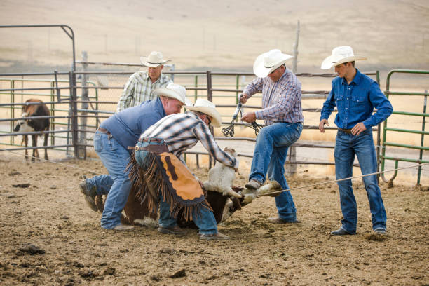 istock Cowboys Branding a Steer 875402556
