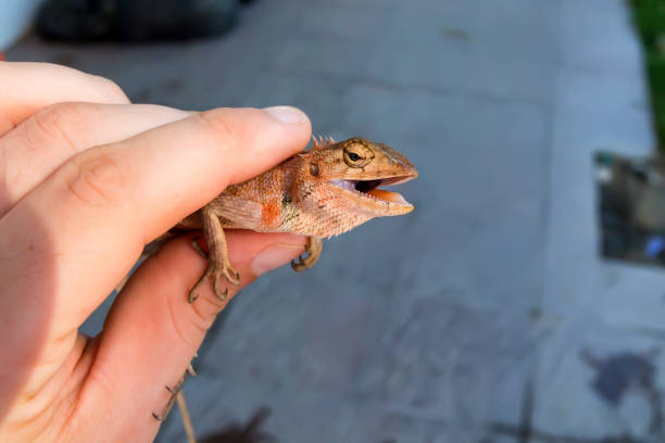 istock Oriental garden lizard or Calotes versicolor 875403068